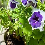 Lily Home_lefkada ~ Private * Kondaraina